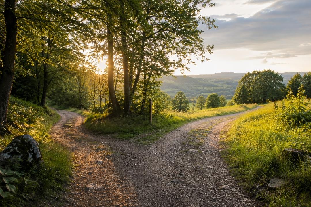 Ein Feldweg gabelt sich im warmen Abendlicht in zwei Richtungen
